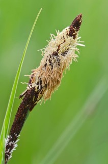 common sedge (Carex nigra)