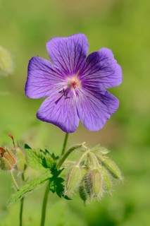 Caucasian Cranesbill