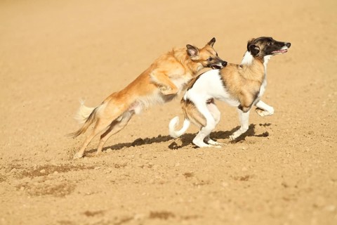 Silken Windsprite male dogs playing on a field