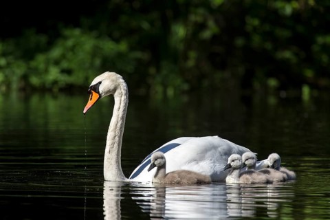 Mute Swan (Cygnus olor) with cygnets