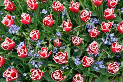 Tulips (Tulipa hybrids) and Glory-of-the-snow (Chionodoxa) in Keukenhof