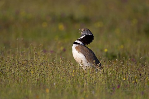 Little Bustard (Tetrax tetrax)