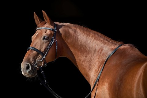 Westphalian mare