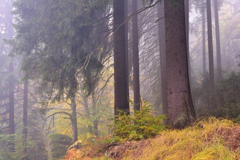 Forest in autumn in Kirnischtal valley