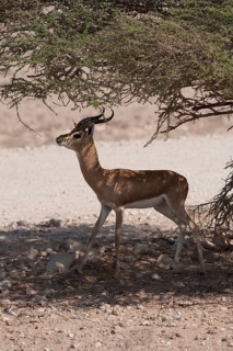 Arabian Oryx (Oryx leucoryx)