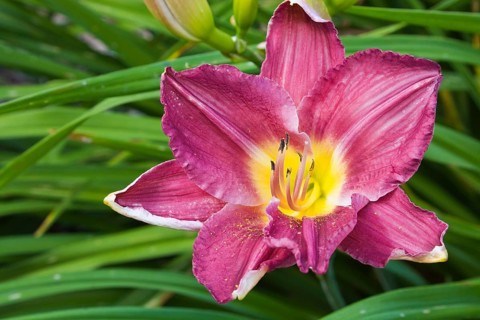 Purple and yellow daylily (Hemerocallis)