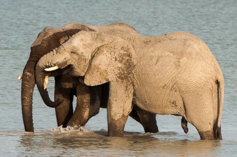 African elephants (Loxodonta africana) playfighting at the Namutoni water hole