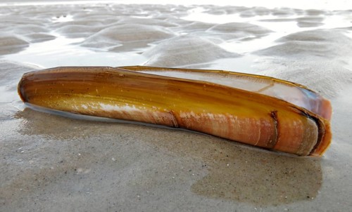 Shell of a Sword Razor Clam (Ensis ensis)