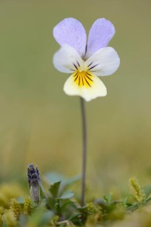 Heartsease or Wild Pansy (Viola tricolor)