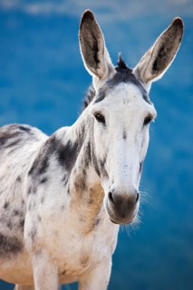 Andalusian giant donkey crossbreed