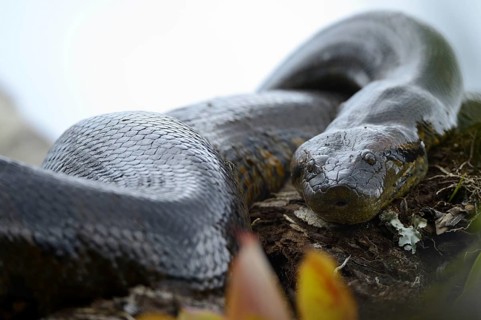 A large Anaconda or Green Anaconda (Eunectes murinus)