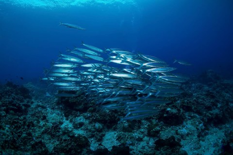 School of Sharpfin Barracuda or Heller's Barracuda (Sphyraena helleri)