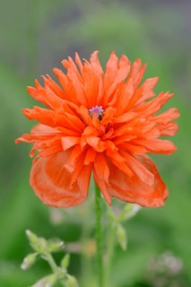 Oriental poppy (Papaver orientale)