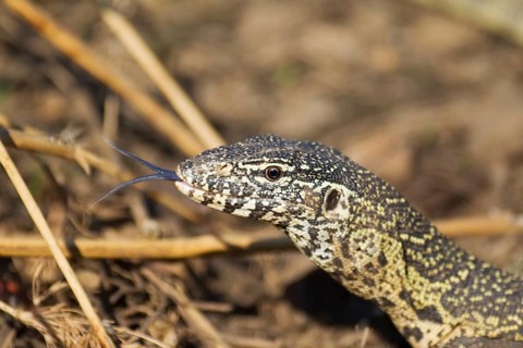 Nile Monitor (Varanus niloticus)