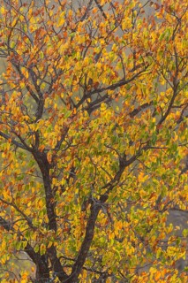 Mopane tree (Colophospermum mopane) in autumn colours
