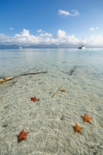 Starfish in the crystal clear water of the Cayos Los Grullos island