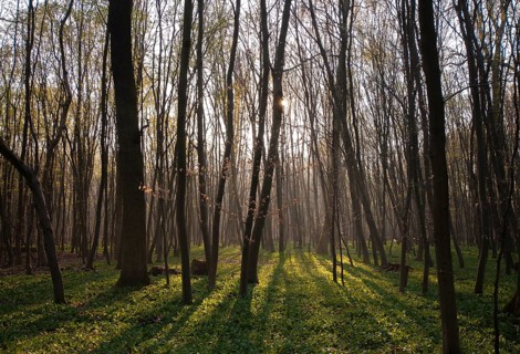 Morning atmosphere in a beech conservation area with wild garlic as ground cover