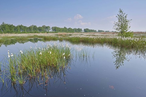 Tall Cottongrass or Common Cottongrass (Eriophorum angustifolium)