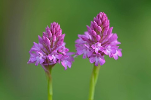 Pyramid Orchids (Anacamptis pyramidalis)