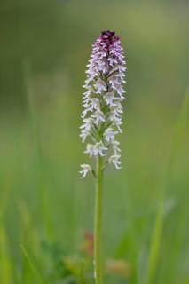 Burnt-tip Orchid (Orchis ustulata syn Neotinea ustulata)
