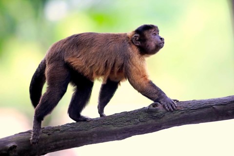Brown Capuchin or Tufted Capuchin (Cebus apella)