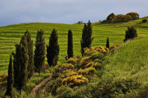 Cypress lined path