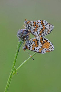 Spotted Fritillary or Red-band Fritillary (Melitaea didyma)