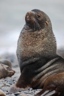 Antarctic Fur Seal (Arctocephalus gazella)