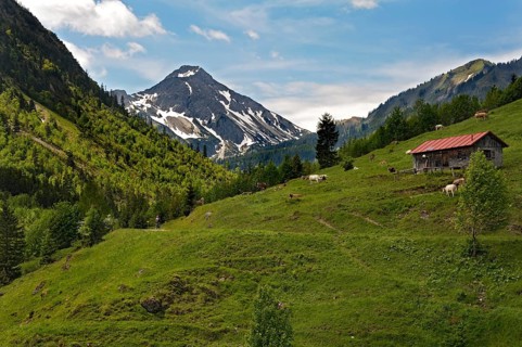 Alpine pasture