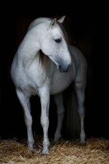 Andalusian horse