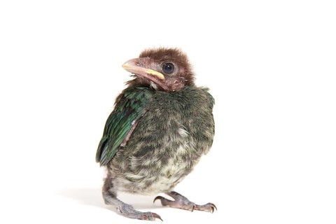 Green Catbird (Ailuroedus crassirostris)