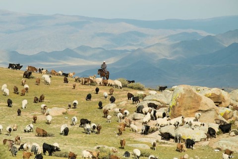 Nomad with a flock of sheep
