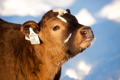 Calf in the snow