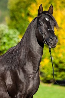 Arabian Thoroughbred Horse wearing a show halter