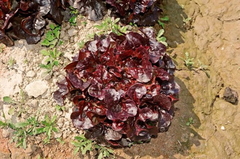Lollo Rosso lettuce (Lactuca sativa var crispa)