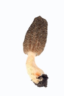 Black Morel (Morchella conica