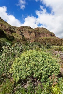 Barranco de Guayadeque gorge