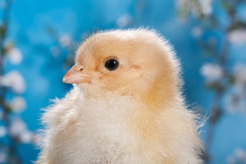 Domestic fowl chick