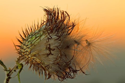 Milk Thistle (Silybum marianum)