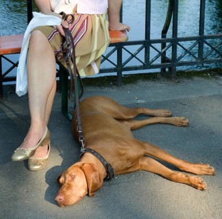 Magyar Vizsla
