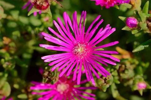 Hardy Pink Ice Plant (Delosperma cooperi