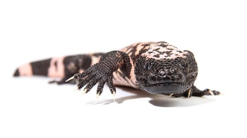 Gila Monster (Heloderma suspectum)
