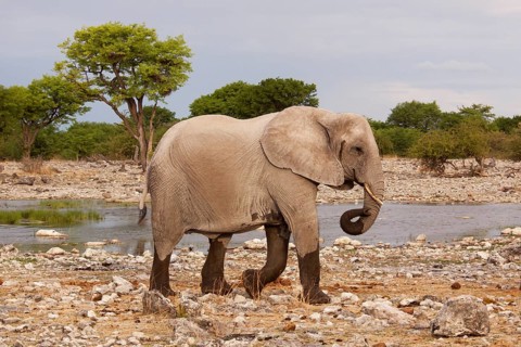 African Elephant (Loxodonta africana)