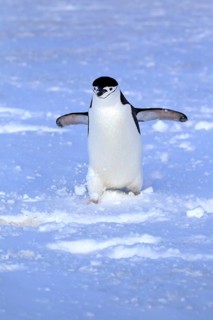 Chinstrap Penguin (Pygoscelis antarctica)