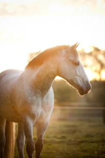 PRE gelding