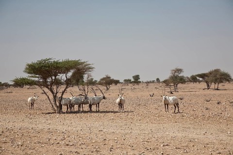 Herd of Arabian Oryx (Oryx leucoryx)