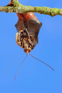 Pale Owl or Giant Owl butterfly (Caligo memnon) emerging from pupa