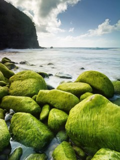 Rocks and seaweed on the beach of Napali Coast