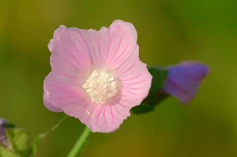 Vervain Mallow (Malva alcea)