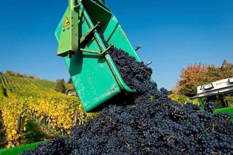 Harvested grapes are collected on tractor trailers